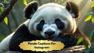 Panda Captions For Instagram