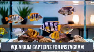 Aquarium Captions For Instagram